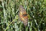 Variegated Fritillary Butterfly 2023